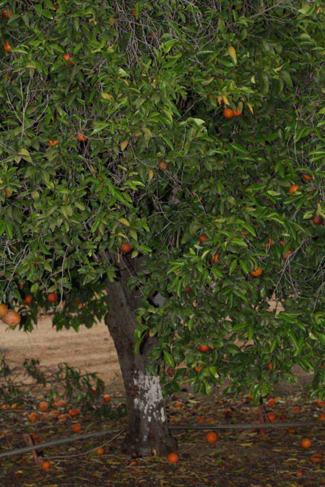            Habit (Riverside, CA)   